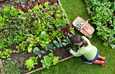 garden maintenance services