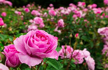 flower bed maintenance service