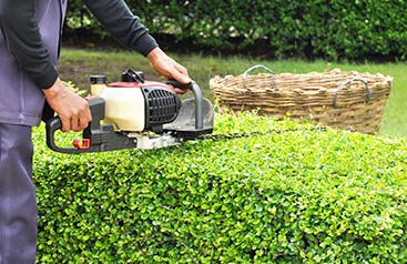 hedge trimming services