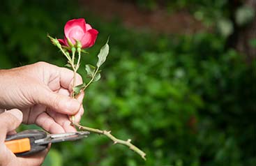 hedge trimming & shrub care