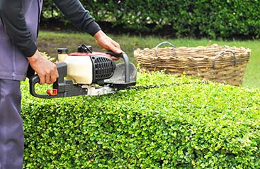 Bush and Tree Trimming