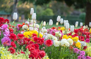 Flower Beds and Gardens