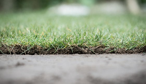 Professional Sod Installation