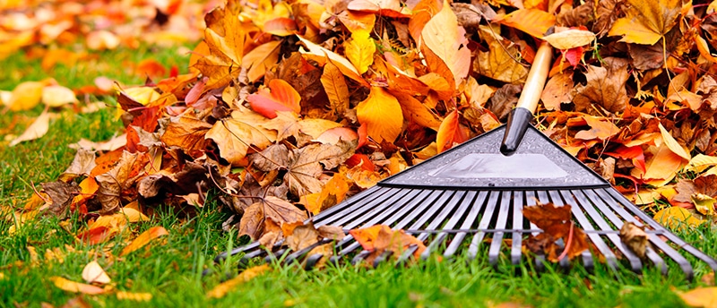 What Should You Avoid & Include in the Fall Clean-Up Routine