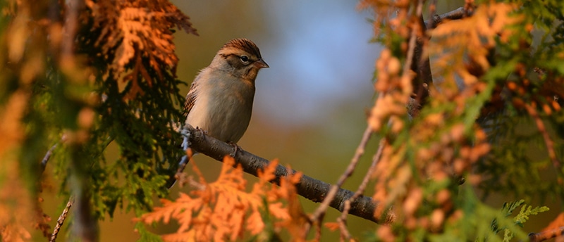 Multi-Faceted Benefits of Fall Yard Cleanup