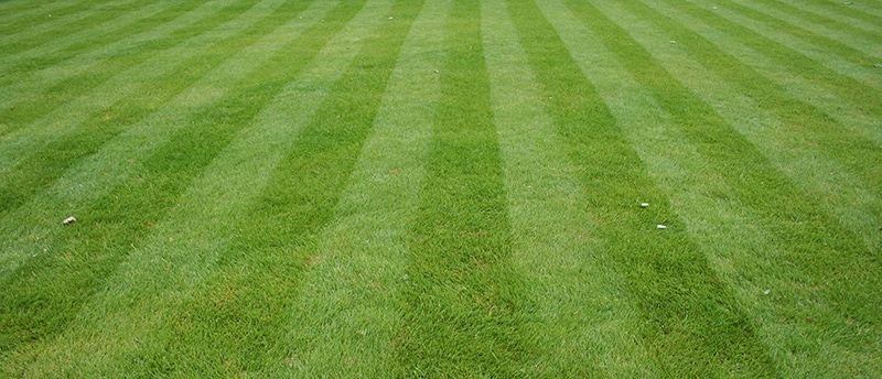 A Beginner’s Guide to Lawn Cutting