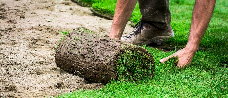 Seeding vs Sod Installation: Which One to Choose for a Lush Lawn