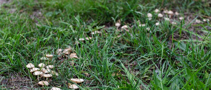 Identify & Treat Lawn Diseases: Learn from a Landscaping Company